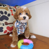 Drake Poodle 01
