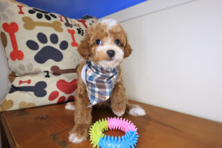 Drake Poodle 01