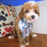 Drake Poodle 03