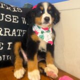 Dutchess Bernese Mountain Dog 01
