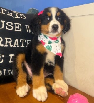 Dutchess Bernese Mountain Dog 01