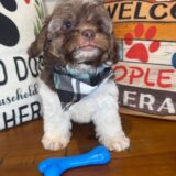 Einstein Shihpoo 01