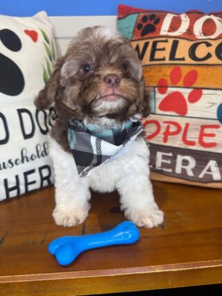 Einstein Shihpoo 01