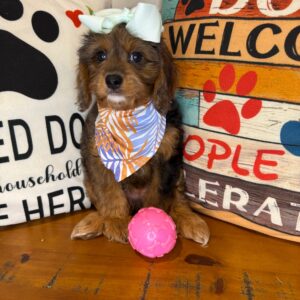 Emiko Cavapoo 01