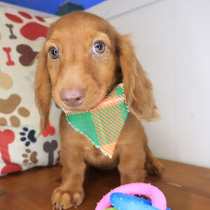 Excalibur Dachshund 01