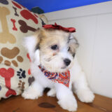 Fernie Teddy Bear 03
