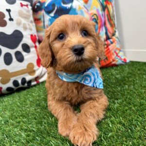 Finn Mini Goldendoodle 01