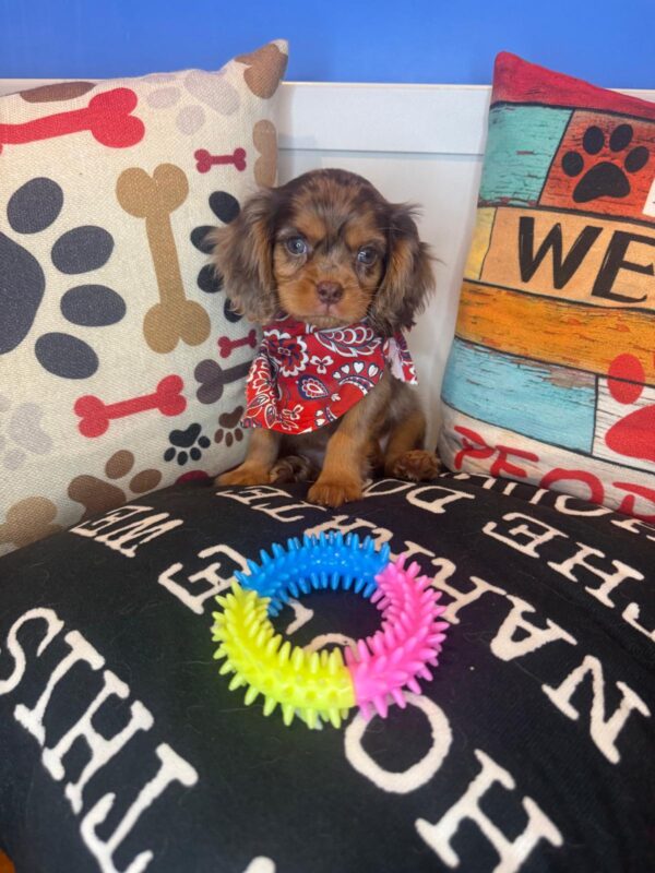 Fitz Cavalier King Charles Spaniel 01