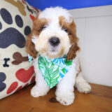Fudge Cavapoo 01
