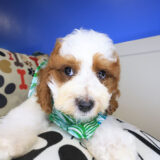 Fudge Cavapoo 02