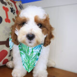 Fudge Cavapoo 04