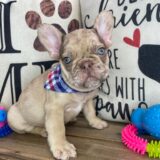 Fudge French Bulldog 01