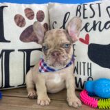 Fudge French Bulldog 02