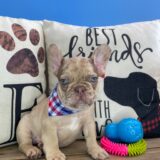 Fudge French Bulldog 03