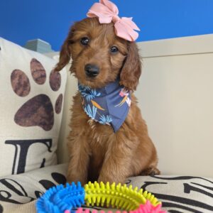 Gabriela Goldendoodle 01