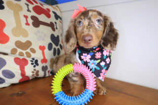 Gamara Dachshund 01