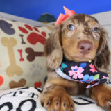 Gamara Dachshund 02