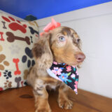 Gamara Dachshund 03