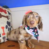 Gamara Dachshund 04