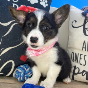 Genevieve American Corgi 01