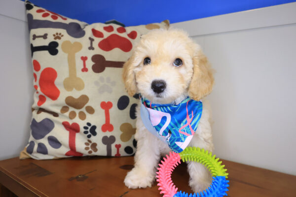 Goldilocks Bichapoo 01