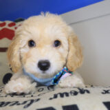 Goldilocks Bichapoo 02