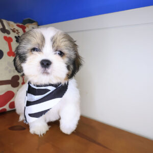 Goliath Shih Tzu 01