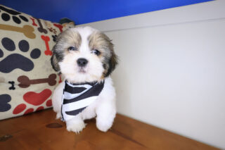 Goliath Shih Tzu 01