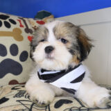 Goliath Shih Tzu 02