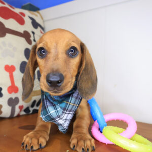 Goo-goo Dachshund 01