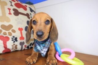 Goo-goo Dachshund 01