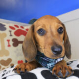 Goo-goo Dachshund 03