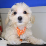 Gooseberry Maltipoo 01