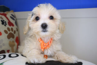 Gooseberry Maltipoo 01