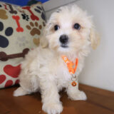 Gooseberry Maltipoo 02