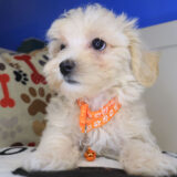 Gooseberry Maltipoo 04