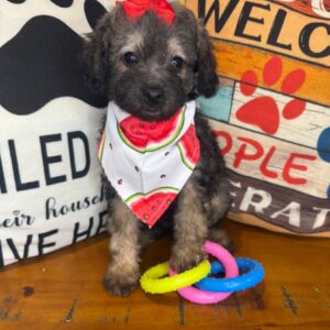 Gooseberry Poodle 01