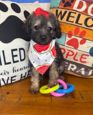 Gooseberry Poodle 01