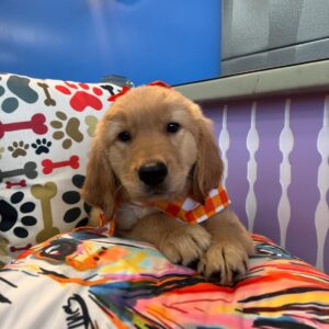 Griffin Golden Retriever 01