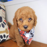 Haku Ultra Mini Goldendoodle 01