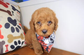Haku Ultra Mini Goldendoodle 01