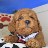 Haku Ultra Mini Goldendoodle 02