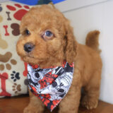 Haku Ultra Mini Goldendoodle 04
