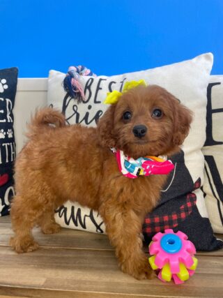 Haley Goldendoodle 01