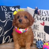 Haley Goldendoodle 02