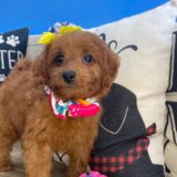 Haley Goldendoodle 04
