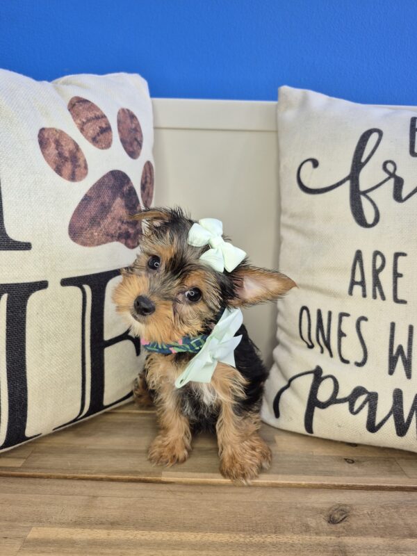 Hannah Yorkshire Terrier 01