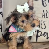 Hannah Yorkshire Terrier 02