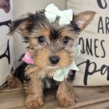 Hannah Yorkshire Terrier 03