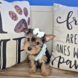 Hannah Yorkshire Terrier 04